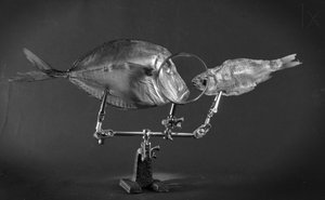  - Brig Barkow