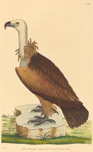 Le vautour alpin