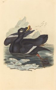 Canard en velours