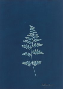 Hothocleana, c. 1850s (photo) - British Photographer