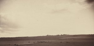 Vue de champs avec des vaches, années 1850-1860 (photo) - British Photographer