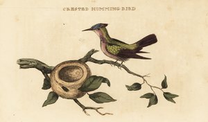 Orthorhyncus cristatus