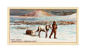Capitaine L.E.G. Oates exerçant un poney sibérien sur la glace de mer au large du cap Evans