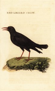 Chocard à bec rouge, Pyrrhocorax pyrrhocorax