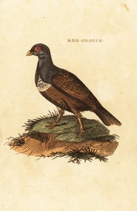 Lagopède rouge, Lagopus lagopus scotica - British School