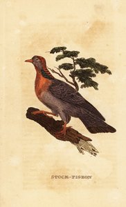 Pigeon colombin, Columba oenas
