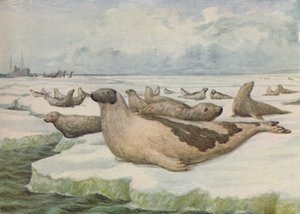 Chasse au Phoque, Terre-Neuve, 1916
