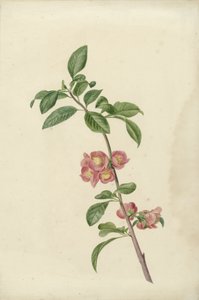Branche de cerisier japonais en fleur