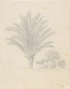 Palmier et groupe de feuilles
