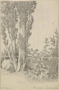 Peupliers et plantes sauvages près de Hannau