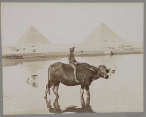 Garçon sur un buffle avec deux pyramides en arrière-plan en Égypte