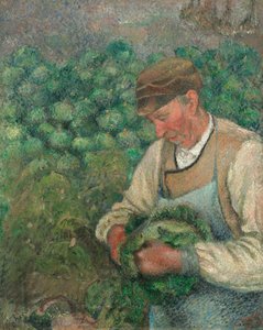 Le jardinier - Vieux paysan avec un chou