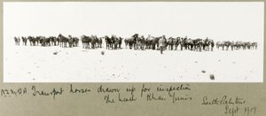 Chevaux de transport de la N.Z.M.F.A. alignés pour inspection sur la plage, Khan Yunis, septembre 1917