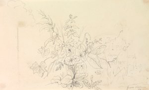 Croquis de plantes et d