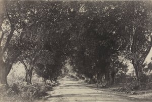 Avenue des banians, Seringham, Inde, 1858