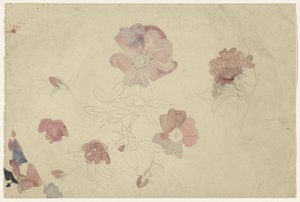 Études de fleurs en violet et rose