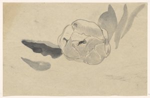 Étude de fleurs - Carel Adolph Lion Cachet