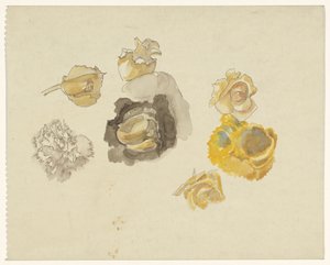 Études de fleurs jaunes