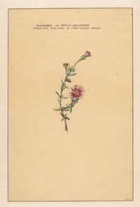 Ficus - Carel Borchaert Voet