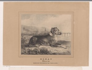 Chien Donau