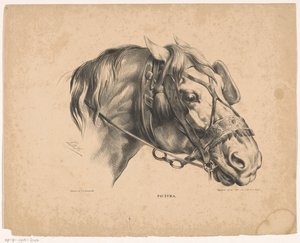 Tête de cheval avec bride (Pictura)