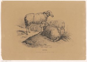 Quatre moutons - Carel Christiaan Antony Last