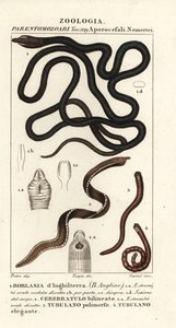 Ver de lacet, Lineus longissimus 1, Borlasia angliae 1, ver à proboscis, Cerebratulus bilineatus 2, Cerebratulus bilineatus 2, ver ruban, Tubulanus polimorphus 3, Tubulanus elegans 4