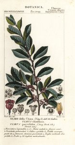 Orme de Chine ou orme à écorce de dentelle, Ulmus parvifolia, Ulmus chinensis, Olmo della China - Carini Carini