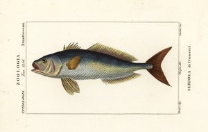 Sériole couronnée, Seriola dumerili