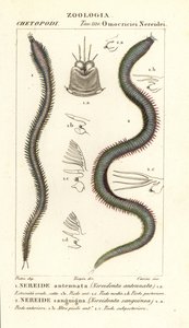 Leodice antennata, Nereidonta antennata 1, et Eunice sanguinea, Nereidonta sanguinea 2 - Carini Carini