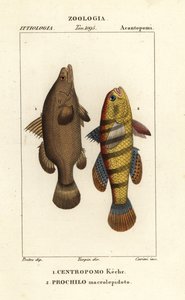Perche du Nil, Lates niloticus, et poisson dormeur ou goujon, Ophiocara macrolepidota