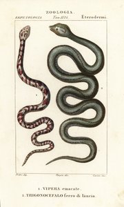 Cobra cracheur à collier, Hemachatus haemachatus 1, et fer-de-lance de Martinique, Bothrops lanceolatus 2 - Carini Carini