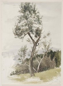 Arbres sur une pente de montagne - Carl Bloch