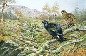 Tétras lyre sur une lande - Carl Donner