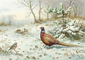 Faisan de Colchide et pinson des arbres - Carl Donner