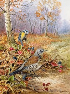 Grive litorne et mésange bleue