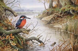 Martin-pêcheur - Carl Donner