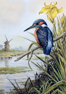 Martin-pêcheur avec iris des marais et moulin à vent