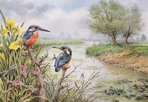 Martin-pêcheurs sur la rive