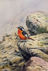 Rougequeue de Moussier - Carl Donner