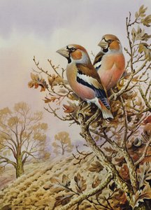 Couple de pinsons des arbres - Carl Donner