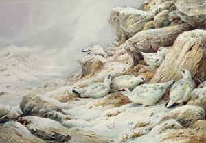 Lagopède dans un paysage enneigé