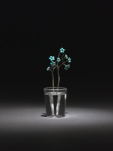 Myosotis, fin des années 1800-début des années 1900