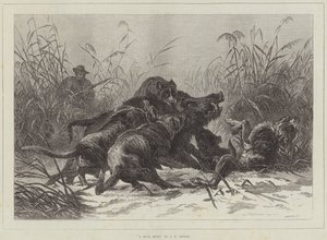 Une Chasse au Sanglier
