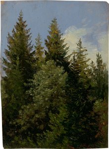Sapins - Carl Gustav Carus