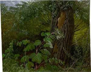 Tronc de saule avec sous-bois - Carl Gustav Carus