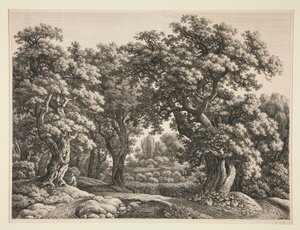 Paysage forestier