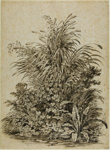 Plantes au bord de l