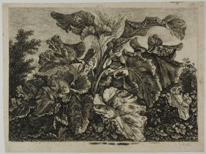 Feuille de légumes