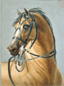Bride pour les chevaux d’artillerie